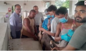 African Swine Fever Vaccine
