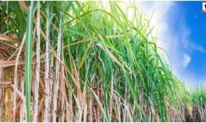 Agriculture Tips : कम बारिश में भी किसान भाई कमाएं बंपर मुनाफा, अपनाएं ये खास कृषि उपाय