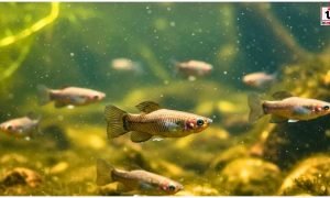 Amazon Molly fish