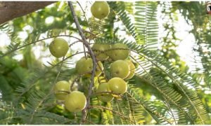 Amla Farming