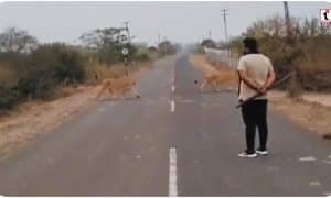 Amreli Lion Viral Video