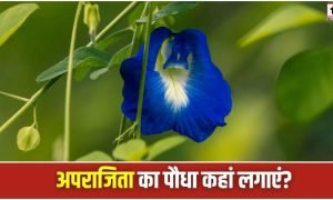 Aparajita Plant
