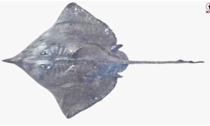 Arabian Skate