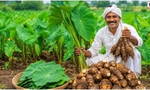 Arbi Farming
