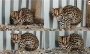 Asian Leopard Cat