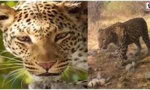 Asola Bhatti Wildlife