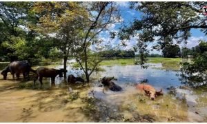 Assam Flood Update