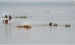 Assam Flood