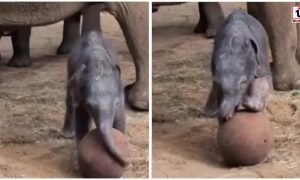 Baby Elephant Football