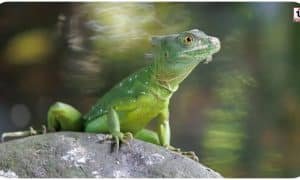 Basilisk Lizard