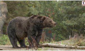 Bear Attack :