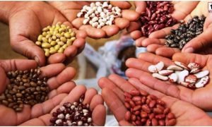 Beej Gram Yojana