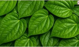 Betel Leaf Benefits