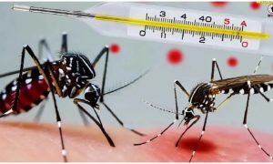 Bhopal Dengue Alert