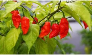 Bhut Jolokia Farming