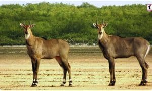 Bihar Nilgai Renamed