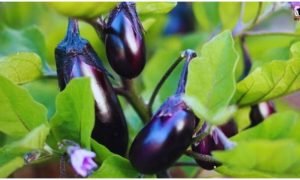 Brinjal Farming
