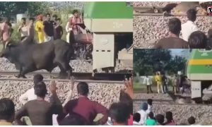 Bull Train Viral Video