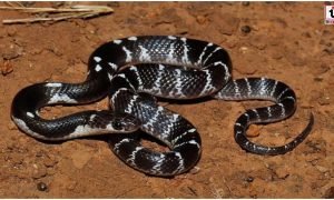 CG Snake Bite