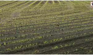 Carbon Credit Farming