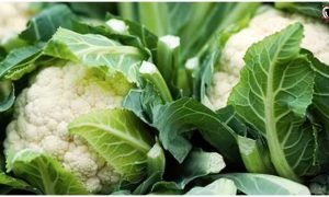 Cauliflower Farming