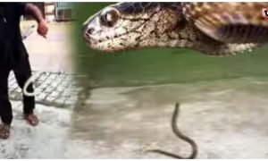 Checkered Keelback