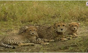 Cheetahs from Botswana