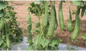 Chemical Free Ridge Gourd