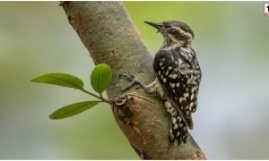 Chhattisgarh Wildlife