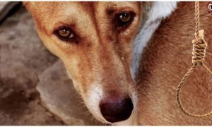 Chhotu Dog Case