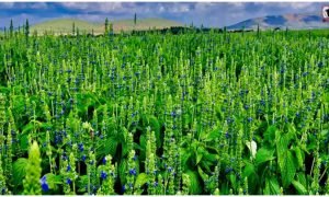 Chia Seeds Farming