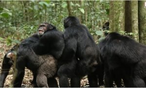Chimpanzee War