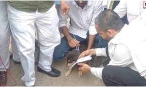 Congress Protest