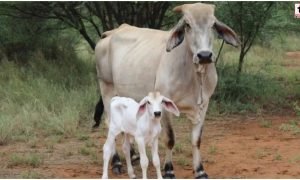 Cow Dream