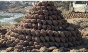 Cow Dung Online Business