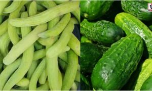 Cucumber on Empty Stomach
