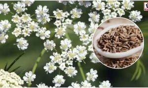 Cumin Farming