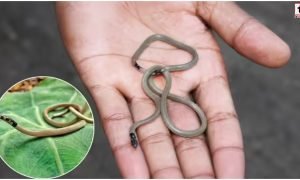 Dangerous Tiny Snake