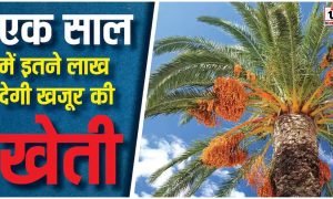 Date Palm Farming