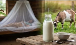 Dengue Goat Milk