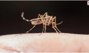 Dengue Prevention
