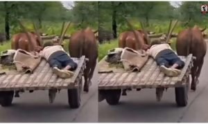 Desi Autopilot