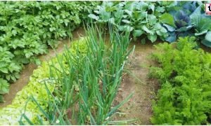 Dhaincha Farming