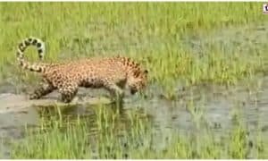 Dhamtari Leopard Cub