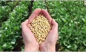 Direct Sale Soybean