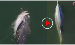Dolphin Emotional Video