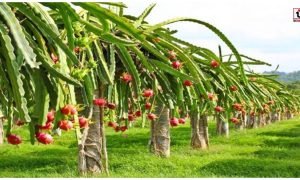 Dragon Fruit Farming: 