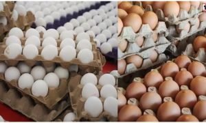 Egg Price Hike