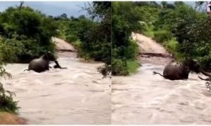 Elephant Viral Video