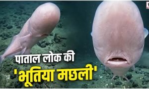 Faceless Cusk Eel